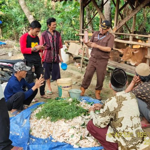 PELATIHAN PETERNAKAN PETERNAK SAPI DI DESA CILANGKAP WANASALAM PRAKTIK