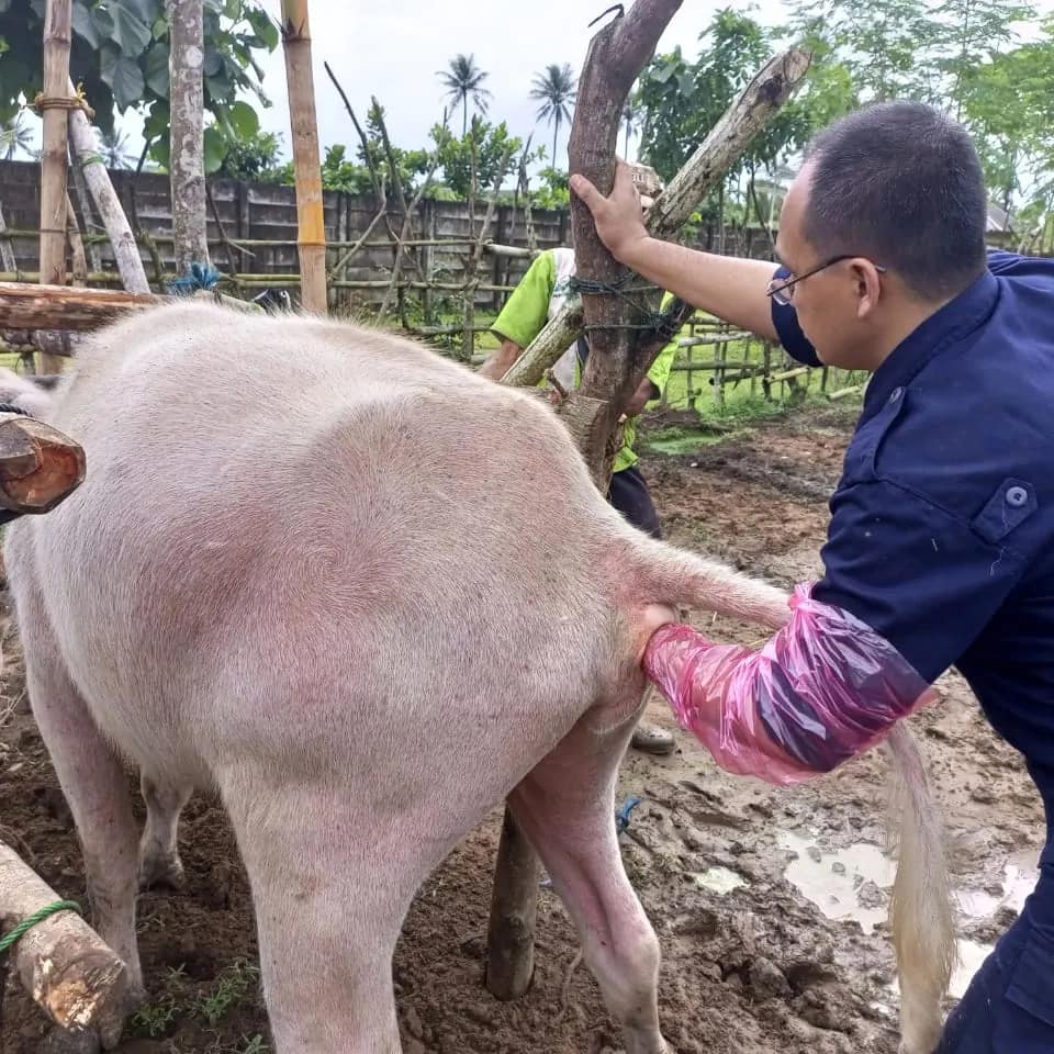 Pemeriksaan Kebuntingan Ternak Kerbau Desa Pagelaran Kecamatan