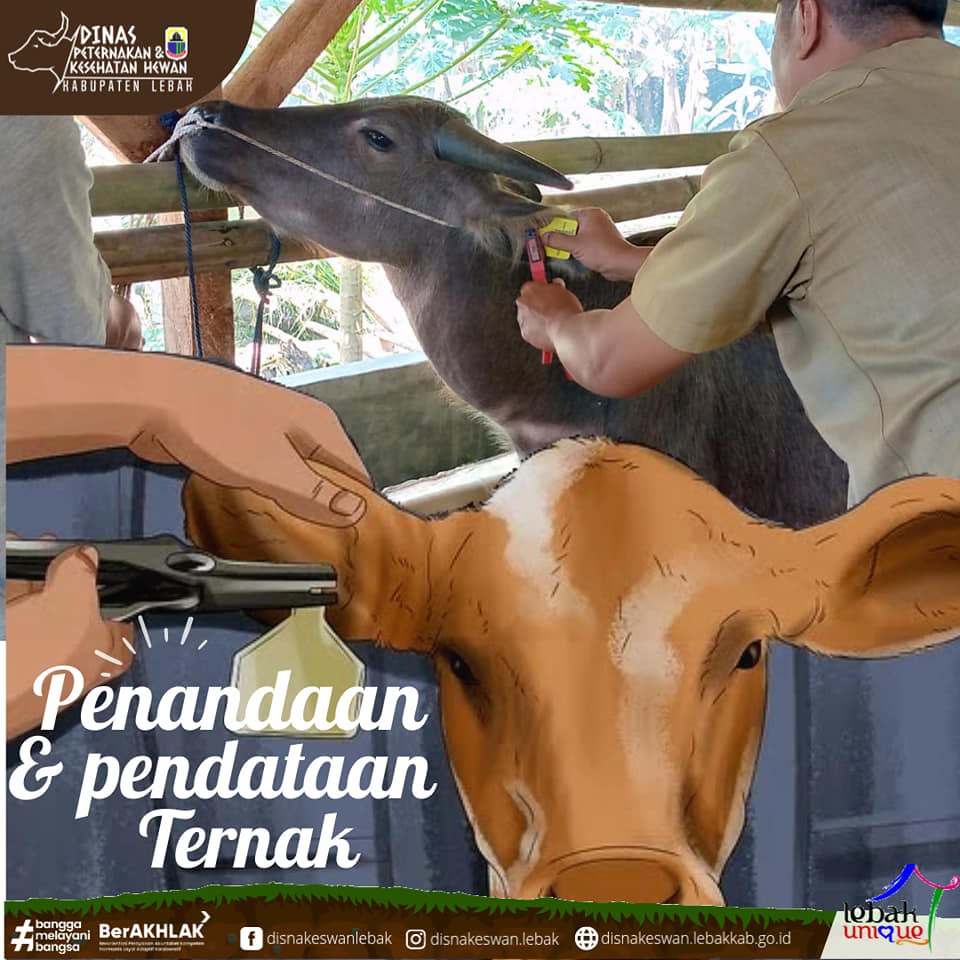 Penandaan Dan Pendataan Ternak Dinas Peternakan Dan Kesehatan Hewan