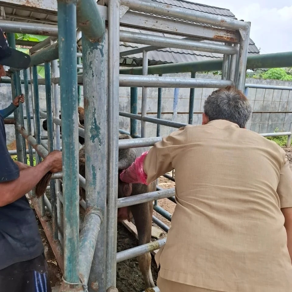 PEMERIKSAAN KEBUNTINGAN PADA TERNAK KERBAU UPTD PEMBIBITAN TERNAK