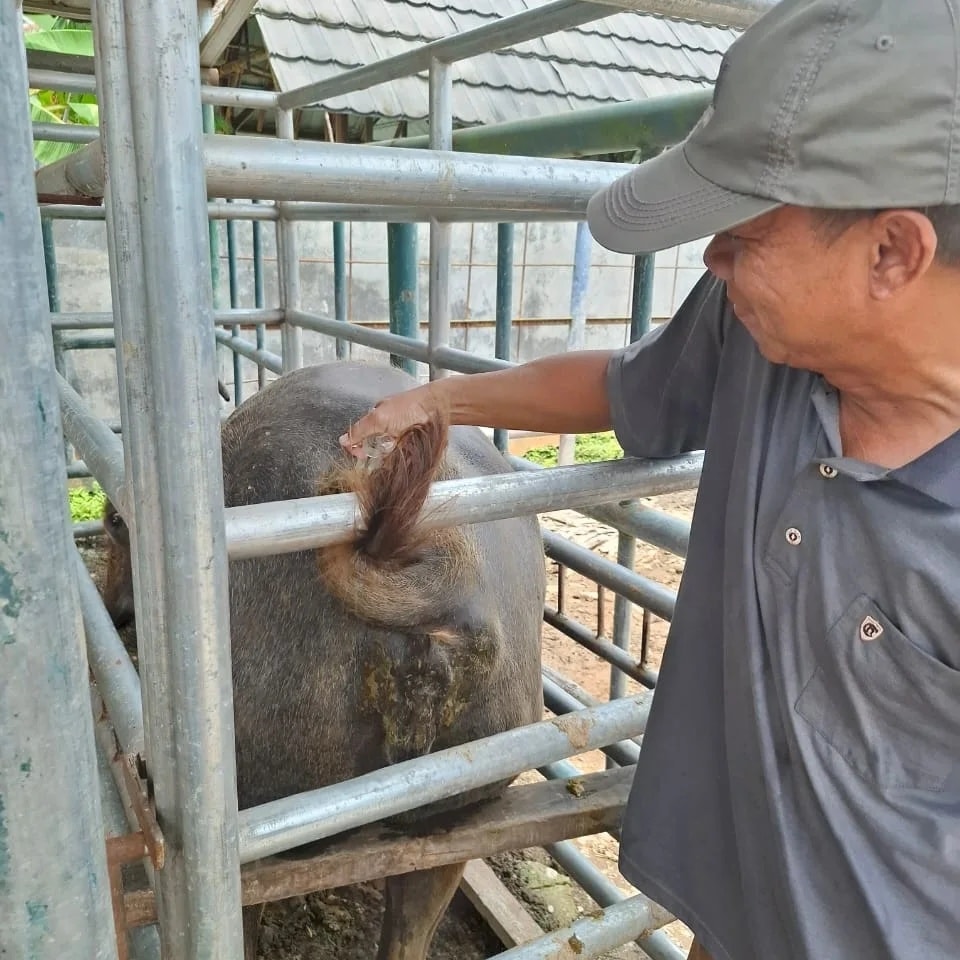 PEMERIKSAAN KEBUNTINGAN PADA TERNAK KERBAU UPTD PEMBIBITAN TERNAK