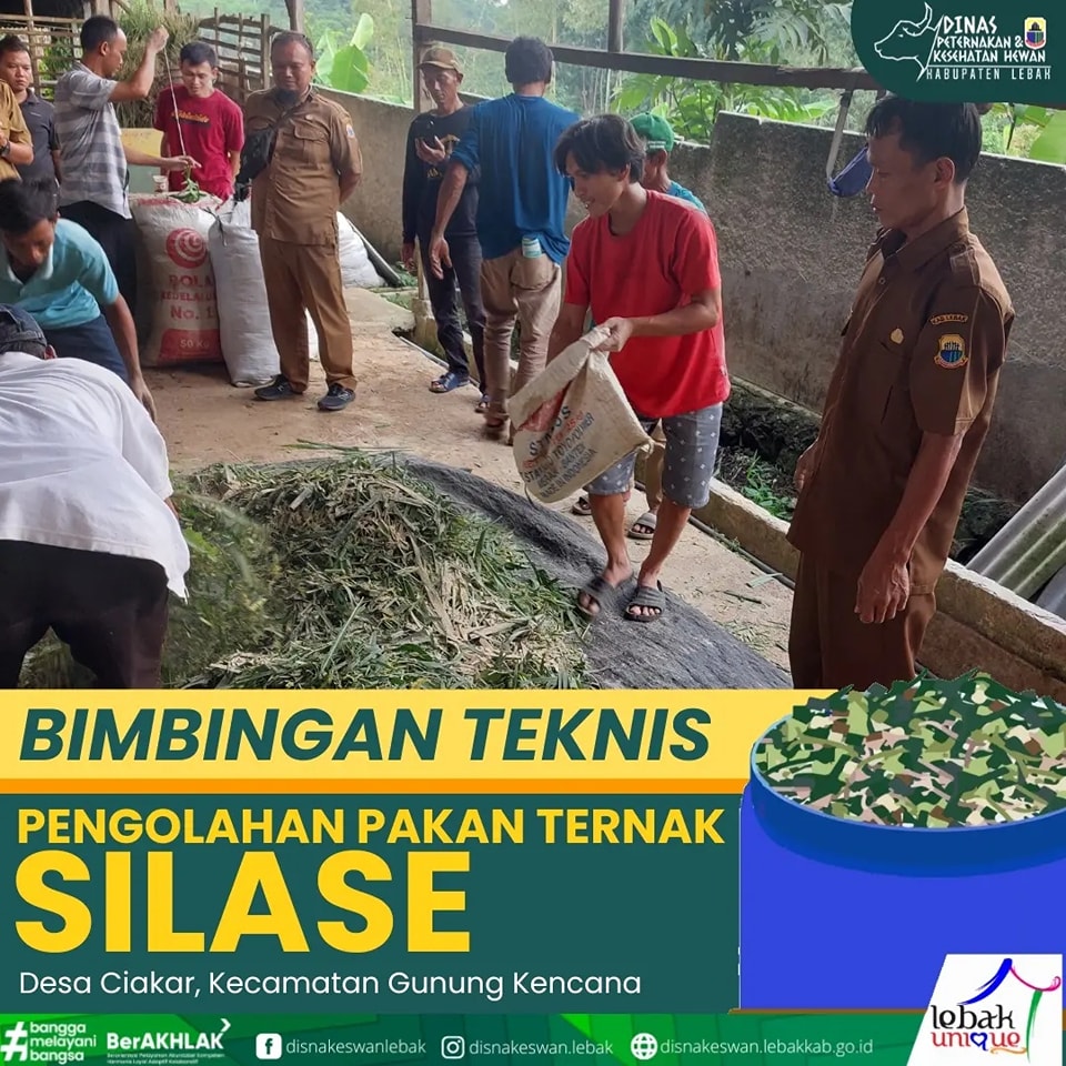 Bimbingan Teknis Pengolahan Pakan Ternak Silase Desa Ciakar Kecamatan