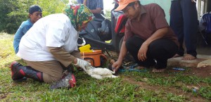 Disnak Antisipasi Penyebaran Flu Burung