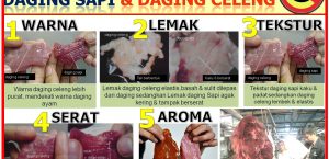 TIPS MEMBEDAKAN DAGING CELENG DAN DAGING SAPI