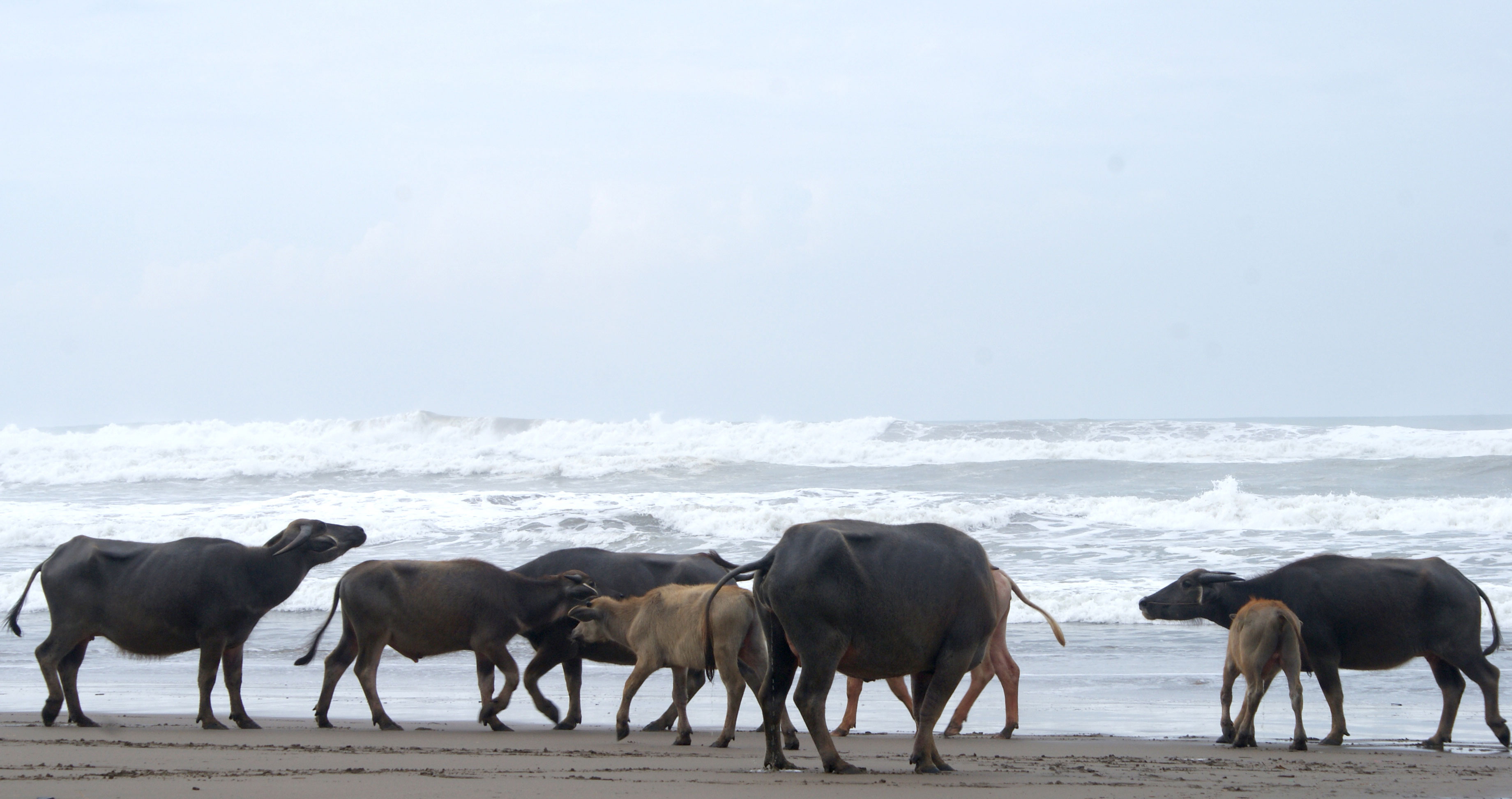 kebo-pantai-high