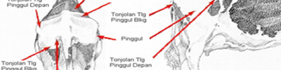 PENILAIAN BODY CONDITION SCORING (BCS) DAN  PERAN NUTRISI DALAM REPRODUKSI SAPI POTONG