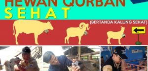 MEMILIH HEWAN QURBAN YANG SEHAT