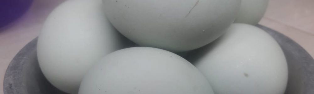 MEMBUAT TELUR ASIN