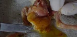 Jenis- Jenis Penyakit Yang Menyerang Ayam Ras Petelur, Dan Tindakan Pencegahannya Bagian 3 Omphalitis