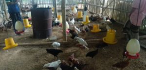 TATALAKSANA PEMELIHARAAN AYAM JOPER SEBAGAI PEDAGING