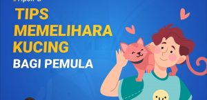 TIPS MEMELIHARA KUCING BAGI PEMULA