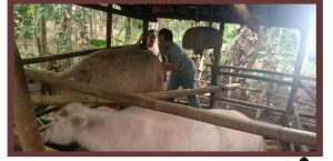 INSEMINASI BUATAN DI KECAMATAN CIHARA DAN WANASALAM