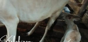 KELAHIRAN PEDET ( ANAK SAPI ) HASIL INSEMINASI BUATAN DESA MUARA KECAMATAN WANASALAM