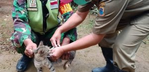 TINGKATKAN CAKUPAN VAKSINASI RABIES PETUGAS PARAMEDIS VETERINER GANDENG BABINSA KECAMATAN CIBEBER