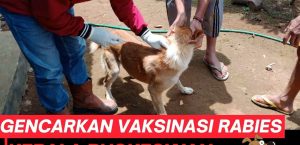 GENCARKAN VAKSINASI RABIES KEPALA PUSKESWAN LAKUKAN VAKSINASI “DOOR TO DOOR ” DI DESA CIDIKIT KECAMATAN BAYAH