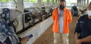 CARI PEJANTAN KERBAU UNGGUL KEPALA BALAI INSEMINASI BUATAN LAKUKAN PENJARINGAN PEJANTAN KERBAU DI LEBAK