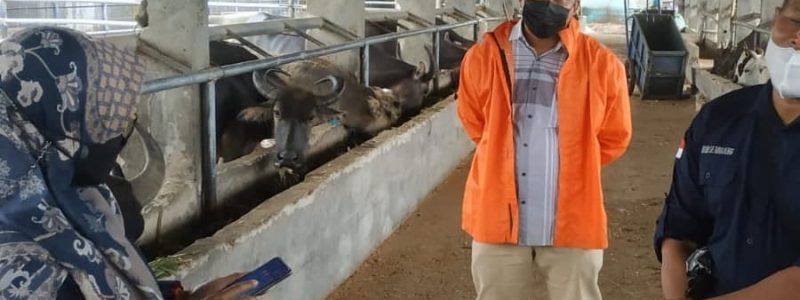 CARI PEJANTAN KERBAU UNGGUL KEPALA BALAI INSEMINASI BUATAN LAKUKAN PENJARINGAN PEJANTAN KERBAU DI LEBAK