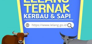 INFO LELANG TERNAK KERBAU & SAPI UPTD PERBIBITAN