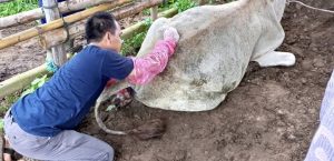 PELAYANAN KESEHATAN HEWAN PENANGANAN DISTOKIA KELOMPOK TERNAK BASISIR DURAEN DESA MUARA KECAMATAN WANASALAM