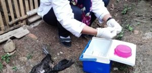 PENULUSURAN KASUS AVIAN INFLUENZA (FLU BURUNG) DI DESA SEKARWANGI KECAMATAN CURUGBITUNG