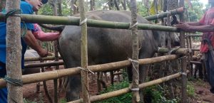TINGKATKAN DERAJAT KESEHATAN HEWAN TERNAK UPT PUSAT KESEHATAN HEWAN MENGGELAR POSYANDUWAN DI KECAMATAN WANASALAM