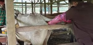 TINGKATKAN DERAJAT KESEHATAN TERNAK UPTD PUSKESWAN GELAR KEGIATAN POSYANDUWAN DI DESA TAMANSARI DAN LEBAK KEUSIK KECAMATAN BANJARSARI