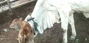 KELAHIRAN PEDET ( ANAK SAPI ) HASIL INSEMINASI BUATAN DESA MUARA KECAMATAN WANASALAM