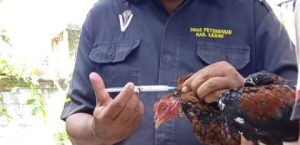 CEGAH FLU BURUNG DISNAKESWAN VAKSINASI UNGGAS MILIK WARGA DESA KADUA AGUNG TIMUR KECAMATAN CIBADAK