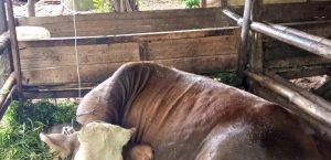 PELAYANAN KESEHATAN HEWAN DI KAMPUNG NAMBO DESA PAGELARAN KECAMATAN MALINGPING