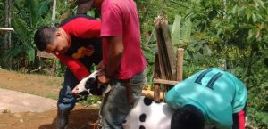 PELAYANAN KESEHATAN HEWAN DESA CIDIKIT KECAMATAN BAYAH