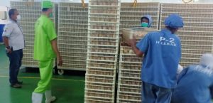 PENGAWASAN CUTTING HATCHING EGG PT. CHAROEN POKPHAND JAYA FARM