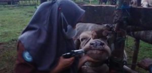 TINGKATKAN KOMPETENSI MAHASISWA POLBANGTAN BOGOR PRAKTEK KERJA LAPANG DI PUSKESWAN WANASALAM