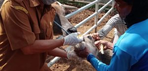 GIAT UPTD PERBIBITAN PEMBERIAN OBAT CACING PADA TERNAK KERBAU UPTD PERBIBITAN DESA BOJONG LELES KECAMATAN CIBADAK