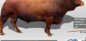 KELAHIRAN PEDET ( ANAK SAPI ) HASIL INSEMINASI BUATAN DESA CIPEUCANG KECAMATAN  WANASALAM