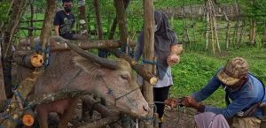 TINGKATKAN DERAJAT KESEHATAN TERNAK UPT PUSAT KESEHATAN HEWAN MENGGELAR POSYANDUWAN DI KECAMATAN MALINGPING