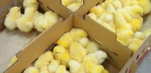 PENGAWASAN PRODUKSI DAN PEREDARAN DOC ( DAY OLD CHICK ) DI PT. BERDIKARI KECAMATAN BANJARSARI