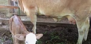 KELAHIRAN PEDET ( ANAK SAPI ) HASIL INSEMINASI BUATAN DESA MUARA KECAMATAN WANASALAM