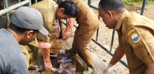 PELAYANAN KESWAN PENANGANAN DISTOKIA UPTD PERBIBITAN DESA BOJONG LELES KECAMATAN CIBADAK