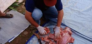 PENGAWASAN PEMOTONGAN HEWAN KURBAN SEKABUPATEN LEBAK