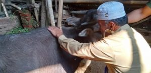 PELAYANAN KESEHATAN HEWAN KECAMATAN CIPANAS