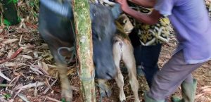 PELAYANAN KESEHATAN HEWAN DESA BINTANGSARI KECAMATAN CIPANAS