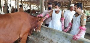 PENGAWASAN KESEHATAN HEWAN KURBAN DI KABUPATEN LEBAK JELANG IDUL ADHA 1443 H