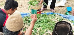 PELATIHAN PETERNAKAN PETERNAK SAPI DI DESA CILANGKAP-WANASALAM PRAKTIK PENGOLAHAN PAKAN TERNAK