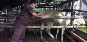 TINGKATKAN POPULASI PETUGAS INSEMINATOR GENCARKAN AKTIVITAS INSEMINASI BUATAN