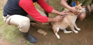 CEGAH RABIES DISNAKESWAN LAKSANAKAN VAKSINASI RABIES KECAMATAN MALINGPING , CIBEBER DAN CILOGRANG