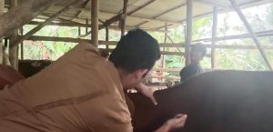 VAKSINASI PENYAKIT MULUT DAN KUKU ( PMK ) KECAMATAN CILELES, SAJIRA, RANGKASBITUNG DAN CIBADAK