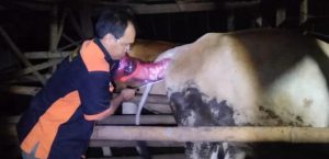 TINGKATKAN POPULASI TERNAK DISNAKESWAN TERUS GENCARKAN INSEMINASI BUATAN ( IB ) /KAWIN SUNTIK KECAMATAN WANASALAM