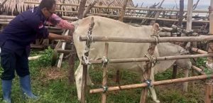 TINGKATKAN POPULASI TERNAK DISNAKESWAN TERUS GENCARKAN INSEMINASI BUATAN ( IB )/KAWIN SUNTIK KECAMATAN WANASALAM
