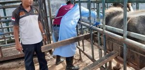 SURVEILANS KERBAU BANTEN BALITNAK LAKUKAN PENGUKURAN MORFOLOGI & PENGAMBILAN SAMPEL DARAH & FESES TERNAK