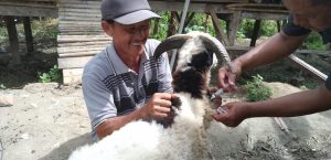 CEGAH PMK 285 EKOR KAMBING/DOMBA DIBERIKAN VAKSINASI PMK KECAMATAN RANGKASBITUNG, CIBADAK DAN MAJA